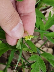 Anemonoides nemorosa