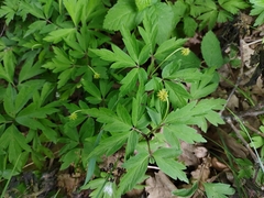 Anemonoides nemorosa