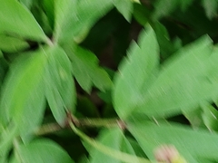 Anemonoides nemorosa