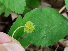 Anemonoides nemorosa