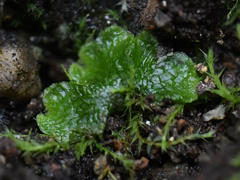 Mannia gracilis
