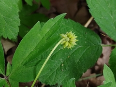 Anemonoides nemorosa