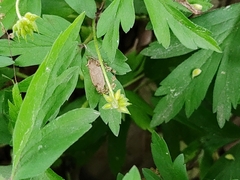 Anemonoides nemorosa