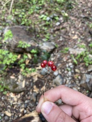 Viburnum edule