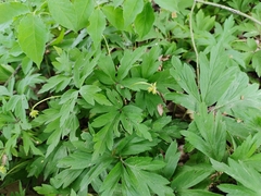 Anemonoides nemorosa