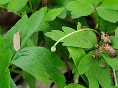 Anemonoides nemorosa