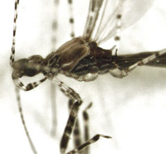 Empicoris rubromaculatus