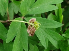 Anemonoides nemorosa