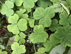 Oxalis oregana