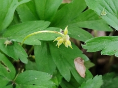 Anemonoides nemorosa