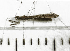 Empicoris rubromaculatus