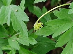 Anemonoides nemorosa