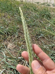 Leymus racemosus