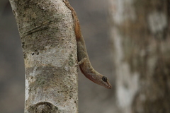 Anolis taylori