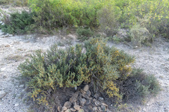 Condalia ericoides
