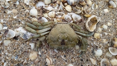 Carcinus maenas