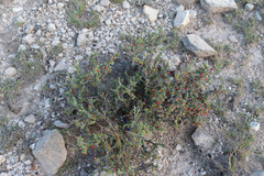 Condalia ericoides