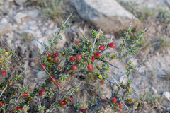 Condalia ericoides