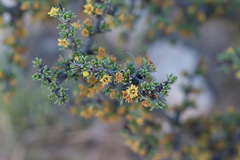 Condalia ericoides