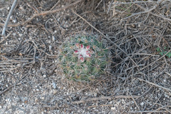 Coryphantha clavata
