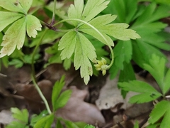 Anemonoides nemorosa