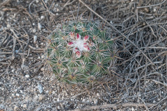 Coryphantha clavata
