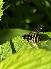 Megasyrphus erraticus