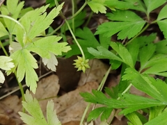 Anemonoides nemorosa