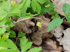 Anemonoides nemorosa