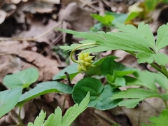 Anemonoides nemorosa