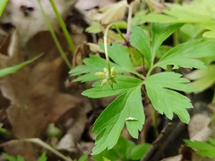 Anemonoides nemorosa