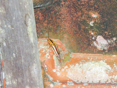 Semiotus serraticornis