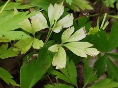 Anemonoides nemorosa