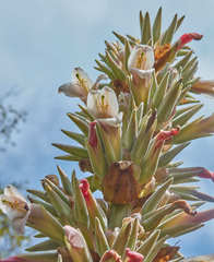 Puya olivacea