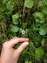 Viola epipsiloides