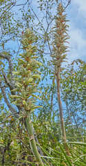 Puya olivacea
