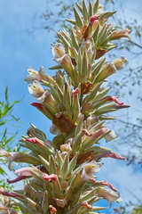 Puya olivacea