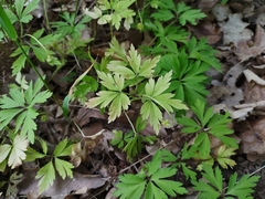 Anemonoides nemorosa