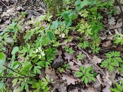 Anemonoides nemorosa