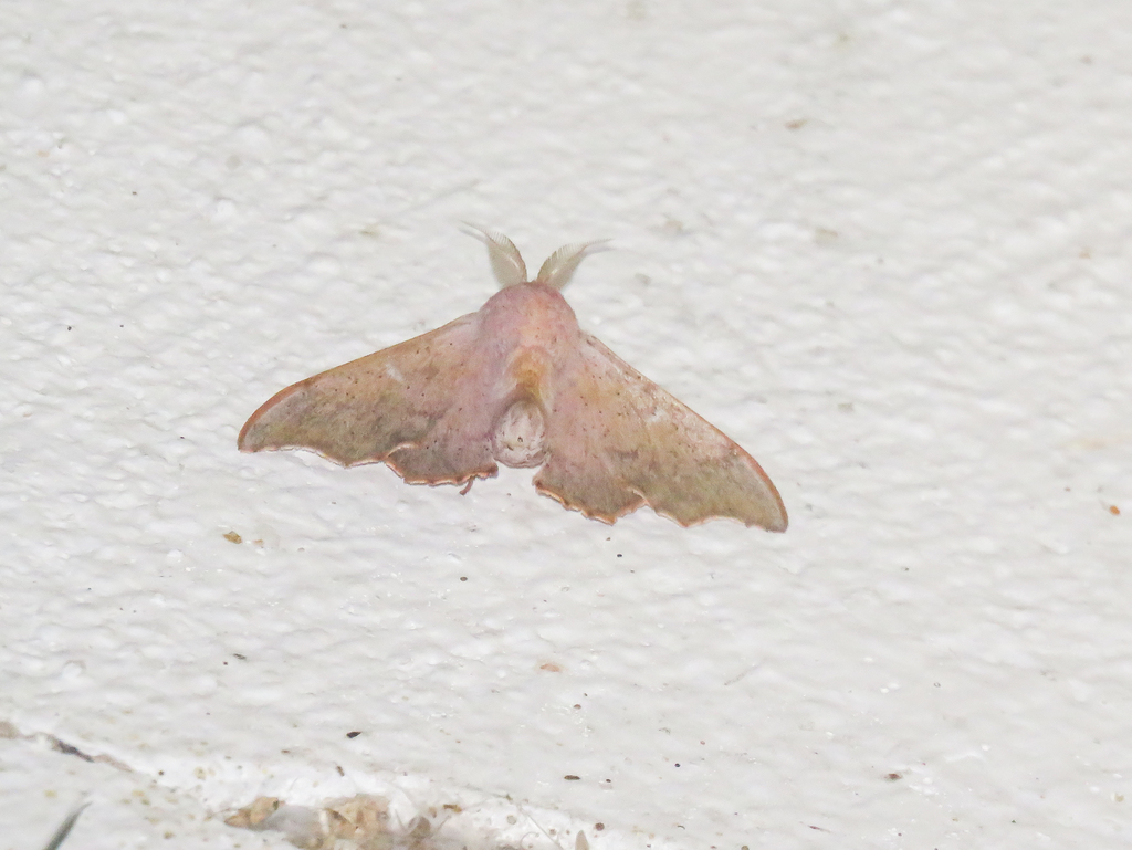 Lacosoma maldera