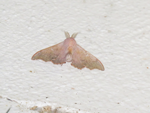 Lacosoma maldera