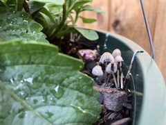 Coprinellus curtoides