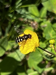 Dasysyrphus venustus