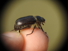 Amphimallon atrum