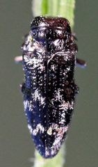 Taphrocerus howardi