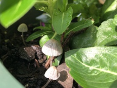 Coprinellus curtoides