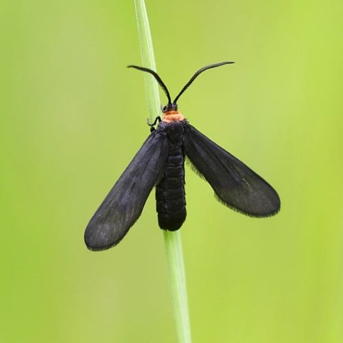 Grapeleaf Skeletonizer Moth