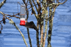 Coeligena helianthea