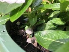 Coprinellus curtoides