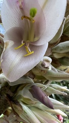 Puya olivacea